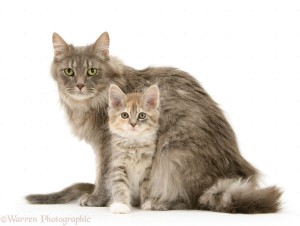 Maine Coon mother cat, Bambi, and her tabby kitten