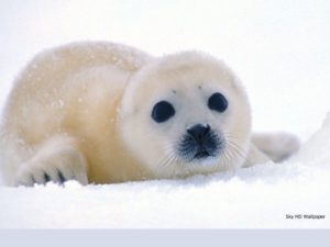 baby-seal