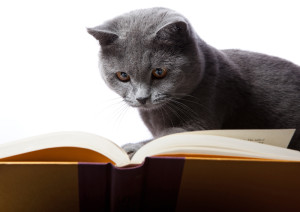 http://www.dreamstime.com/stock-images-cat-reading-book-isolated-white-image30787694